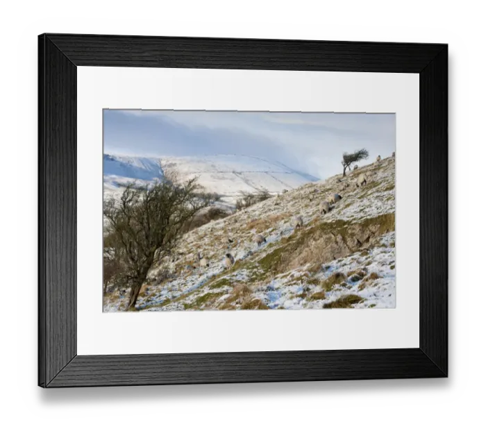 Framed Print : Domestic Sheep, Swaledale flock, grazing on snow covered hillside, looking towards Totridge Fell from Long Knots, Whitewell, Lancashire, England, december Framed Print : Domestic Sheep, Swaledale flock, grazing on snow covered hillside, looking towards Totridge Fell from Long Knots, Whitewell, Lancashire, England, december