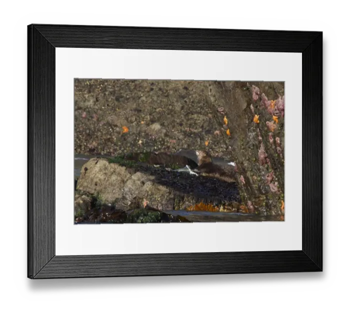 Framed Print : North American River Otter (Lontra canadensis) adult, feeding on fish, on coastal rocks with starfish, Second Beach, Olympic N. P. Washington State, U. S. A