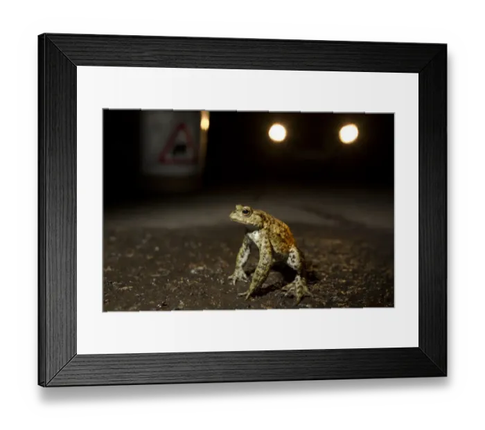 Framed Print : Common Toad (Bufo bufo) adult, at toad crossing on road at night, Sheffield, South Yorkshire, England, april Framed Print : Common Toad (Bufo bufo) adult, at toad crossing on road at night, Sheffield, South Yorkshire, England, april