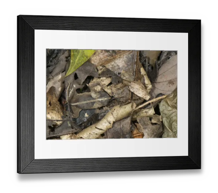 Framed Print : Mitred Toad (Rhinella margaritifera) adult, camouflaged on leaf litter, Los Amigos Biological Station, Madre de Dios, Amazonia, Peru Framed Print : Mitred Toad (Rhinella margaritifera) adult, camouflaged on leaf litter, Los Amigos Biological Station, Madre de Dios, Amazonia, Peru