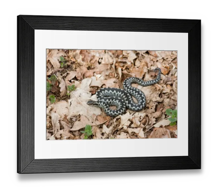 Framed Print : European Adder (Vipera berus) adult male, on woodland floor, Minsmere RSPB Reserve, Suffolk, England, april