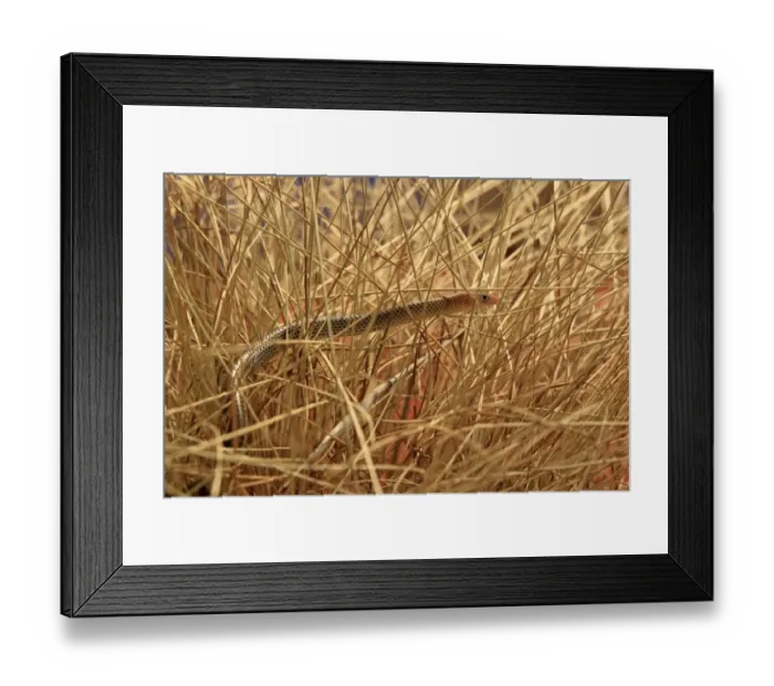 Framed Print : Spinifex Legless Lizard (Delma nasuta) adult, climbing amongst dry stems in desert, Outback, Northern Territory, Australia Framed Print : Spinifex Legless Lizard (Delma nasuta) adult, climbing amongst dry stems in desert, Outback, Northern Territory, Australia