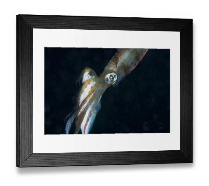 Framed Print : Bigfin Reef Squid (Sepioteuthis lessoniana) adult, with fish prey in tentacles at night, Gam Island, Raja Ampat, West Papua, New Guinea, Indonesia Framed Print : Bigfin Reef Squid (Sepioteuthis lessoniana) adult, with fish prey in tentacles at night, Gam Island, Raja Ampat, West Papua, New Guinea, Indonesia