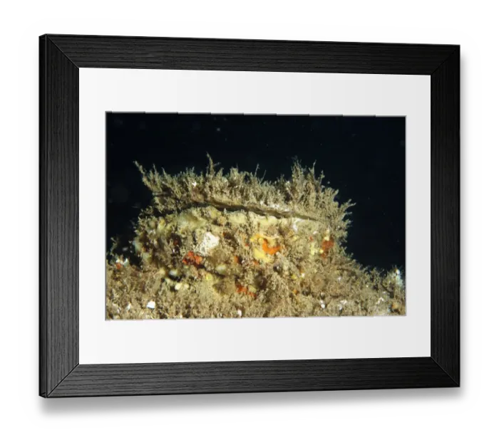 Framed Print : Edible Oyster (Ostrea edulis) adult, on seabed, Swanage Pier, Swanage Bay, Isle of Purbeck, Dorset, England, june Framed Print : Edible Oyster (Ostrea edulis) adult, on seabed, Swanage Pier, Swanage Bay, Isle of Purbeck, Dorset, England, june
