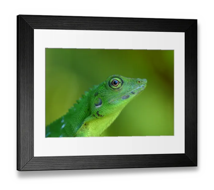 Framed Print : Green Tree Agama (Bronchocela cristatella) adult, close-up of head, in primary rainforest, Danum Valley, Sabah, Borneo, Malaysia, april Framed Print : Green Tree Agama (Bronchocela cristatella) adult, close-up of head, in primary rainforest, Danum Valley, Sabah, Borneo, Malaysia, april