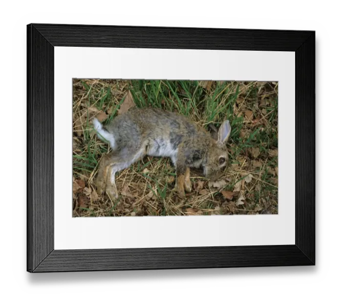 Framed Print : European Rabbit (Oryctolagus cuniculus) dead adult, killed by European Red Fox (Vulpes vulpes), Pamber Forest, Hampshire, England Framed Print : European Rabbit (Oryctolagus cuniculus) dead adult, killed by European Red Fox (Vulpes vulpes), Pamber Forest, Hampshire, England