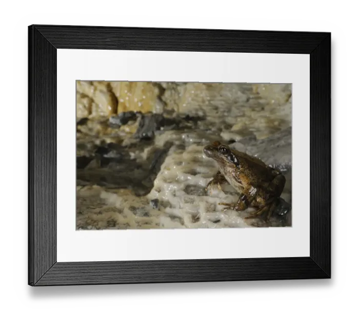 Framed Print : Italian Stream Frog (Rana italica) adult, sheltering in cave, Italy, june Framed Print : Italian Stream Frog (Rana italica) adult, sheltering in cave, Italy, june