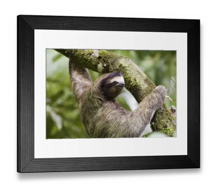 Framed Print : Brown-throated Three-toed Sloth (Bradypus variegatus) adult, climbing branch in rainforest, El Valle, Panama Framed Print : Brown-throated Three-toed Sloth (Bradypus variegatus) adult, climbing branch in rainforest, El Valle, Panama