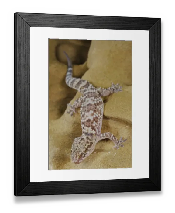 Framed Print : Turkish Gecko (Hemidactylus turcicus) adult, climbing on sandstone rock, Italy, august Framed Print : Turkish Gecko (Hemidactylus turcicus) adult, climbing on sandstone rock, Italy, august