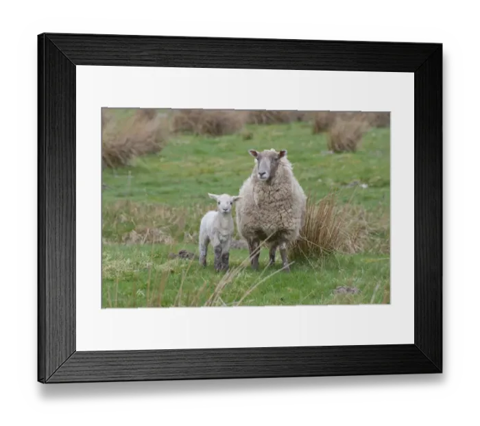 Framed Print : Domestic Sheep, Charollais x Scottish Blackface ewe with Charollais sired lamb, standing in pasture, Scotland, april