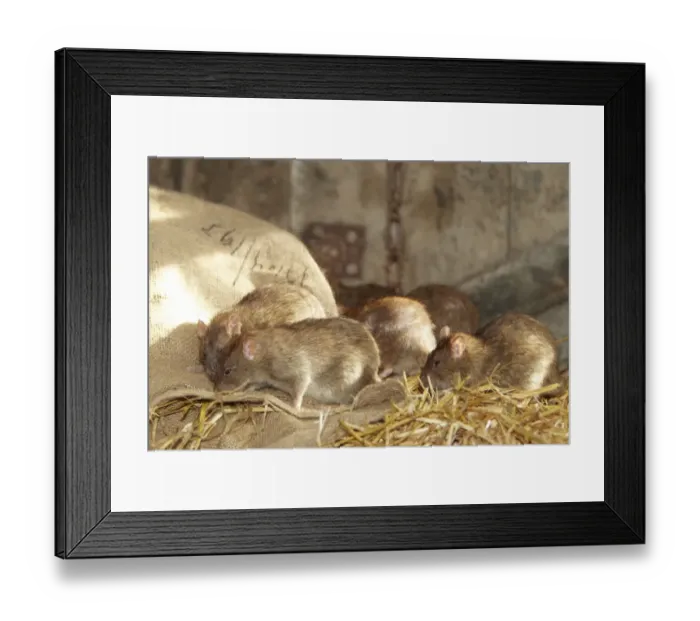 Framed Print : Brown Rat (Rattus norvegicus) adults, group foraging in barn, Devon, England (captive)