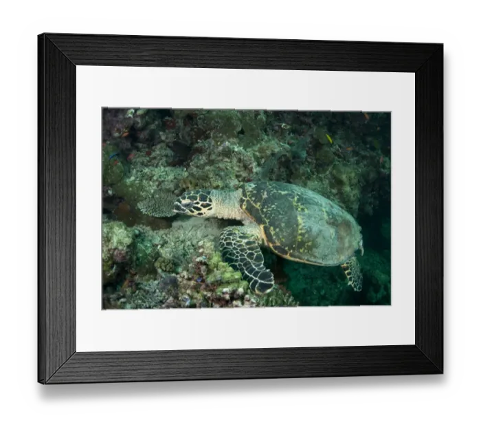 Framed Print : Loggerhead Turtle (Caretta caretta) adult, resting on reef, Sipadan Island, Sabah, Borneo, Malaysia Framed Print : Loggerhead Turtle (Caretta caretta) adult, resting on reef, Sipadan Island, Sabah, Borneo, Malaysia