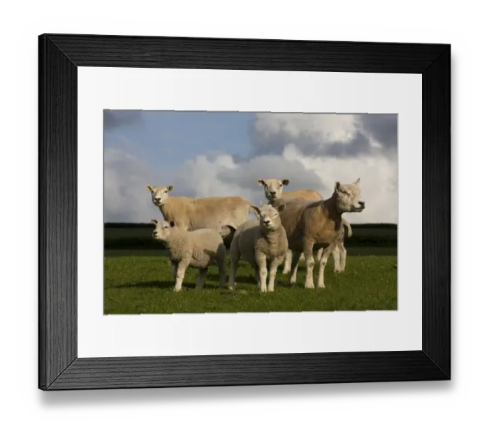Framed Print : Domestic Sheep, Beltex ewes with lambs, standing in pasture, Carmarthenshire, South Wales, may Framed Print : Domestic Sheep, Beltex ewes with lambs, standing in pasture, Carmarthenshire, South Wales, may