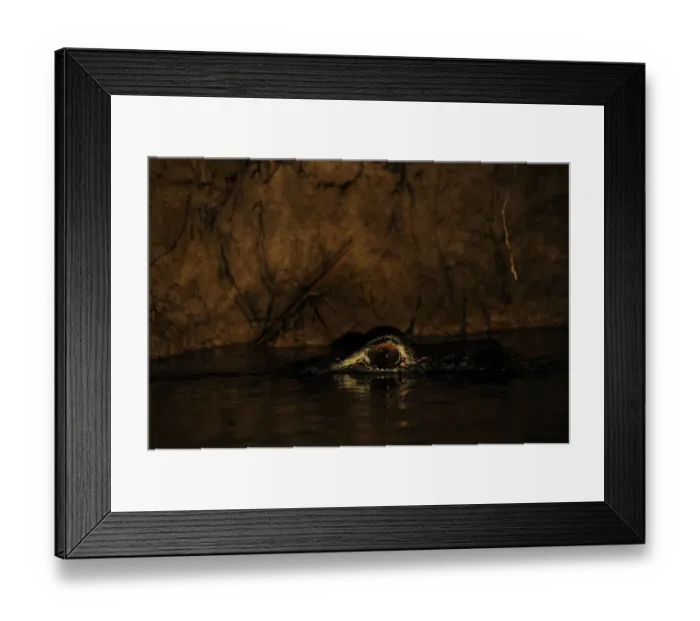 Framed Print : Black Caiman (Melanosuchus niger) adult, close-up of head, resting at surface of water at night, Rupununi, Guyana Framed Print : Black Caiman (Melanosuchus niger) adult, close-up of head, resting at surface of water at night, Rupununi, Guyana