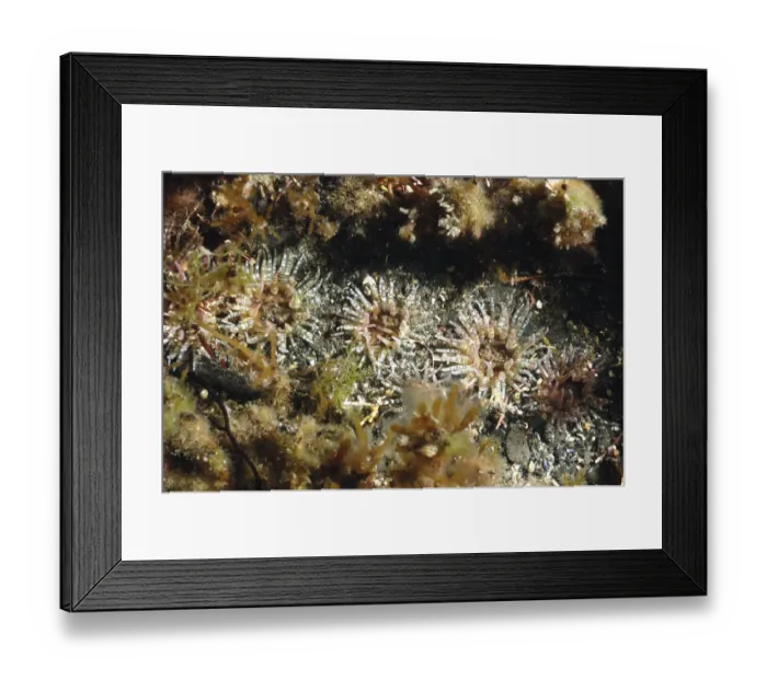 Framed Print : Gem Anemone (Bunodactis verrucosa) adults, group underwater on seabed, Kimmeridge Bay, Dorset, England, may Framed Print : Gem Anemone (Bunodactis verrucosa) adults, group underwater on seabed, Kimmeridge Bay, Dorset, England, may