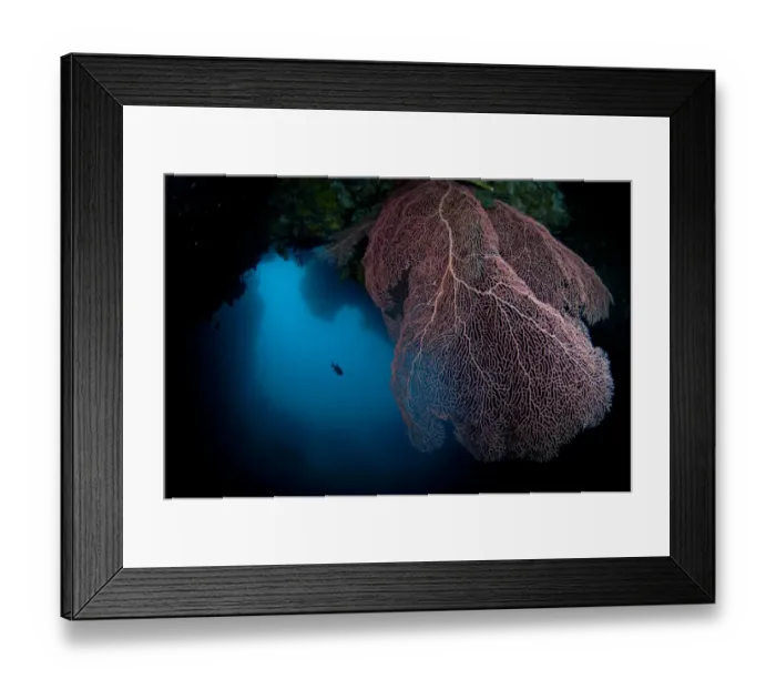 Framed Print : Gorgonian Sea-fan (Annella mollis) at edge of cave, Farondi Cave, Farondi, Raja Ampat, West Papua, New Guinea, Indonesia Framed Print : Gorgonian Sea-fan (Annella mollis) at edge of cave, Farondi Cave, Farondi, Raja Ampat, West Papua, New Guinea, Indonesia