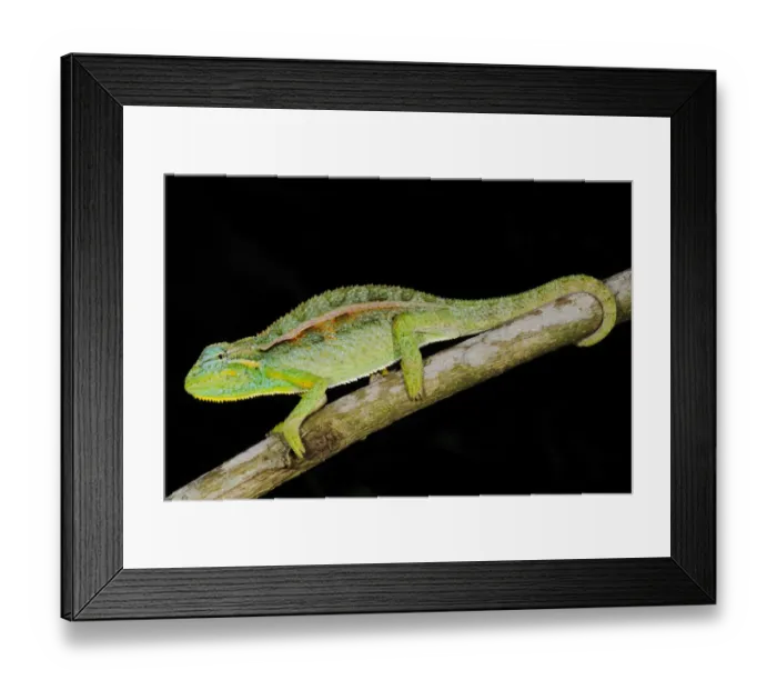 Framed Print : Elliot's Chameleon (Trioceros ellioti) adult, on branch in montane rainforest, Nyungwe Forest N. P. Rwanda Framed Print : Elliot's Chameleon (Trioceros ellioti) adult, on branch in montane rainforest, Nyungwe Forest N. P. Rwanda