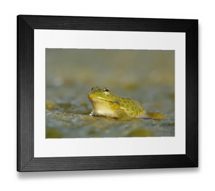Framed Print : Marsh Frog (Rana ridibunda) adult, at surface of lake in evening sunshine, Bulgaria Framed Print : Marsh Frog (Rana ridibunda) adult, at surface of lake in evening sunshine, Bulgaria
