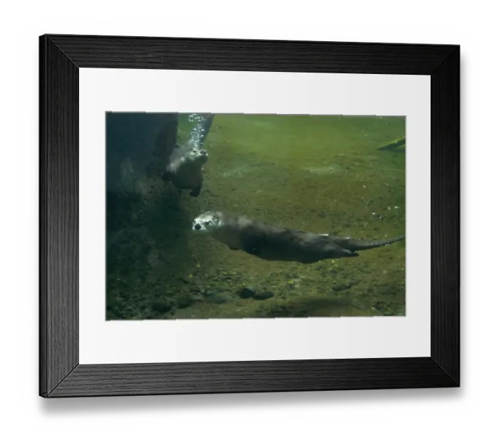 Framed Print : North American River Otter (Lontra canadensis) two adults, swimming underwater (captive) Framed Print : North American River Otter (Lontra canadensis) two adults, swimming underwater (captive)