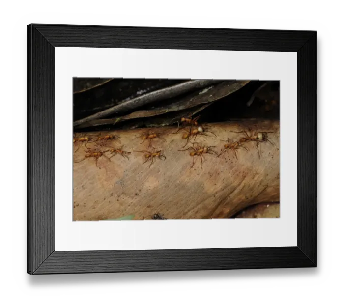 Framed Print : Red Army Ant (Eciton sp. ) adults, carrying and moving larvae, during nomadic phase colony emigration, Rupununi, Guyana Framed Print : Red Army Ant (Eciton sp. ) adults, carrying and moving larvae, during nomadic phase colony emigration, Rupununi, Guyana