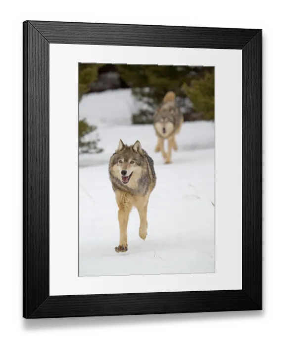 Framed Print : Grey Wolf (Canis lupus) adult pair, running in snow, Montana, U. S. A. january (captive) Framed Print : Grey Wolf (Canis lupus) adult pair, running in snow, Montana, U. S. A. january (captive)