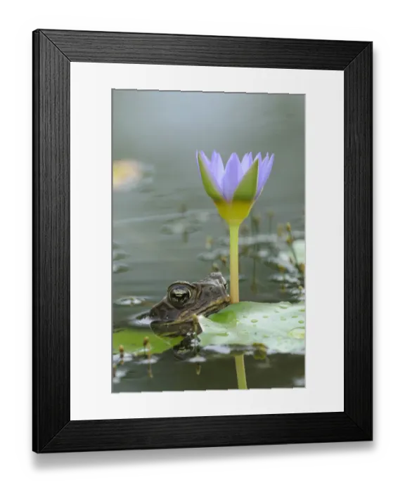 Framed Print : Cane Toad (Rhinella marinus) adult, head at surface of water beside waterlily leaf and flower, Georgetown, Guyana Framed Print : Cane Toad (Rhinella marinus) adult, head at surface of water beside waterlily leaf and flower, Georgetown, Guyana