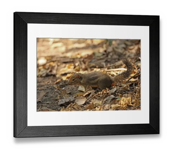 Framed Print : Indochinese Ground Squirrel (Menetes berdmorei) adult, standing on forest floor, Kaeng Krachan N. P. Thailand, february Framed Print : Indochinese Ground Squirrel (Menetes berdmorei) adult, standing on forest floor, Kaeng Krachan N. P. Thailand, february