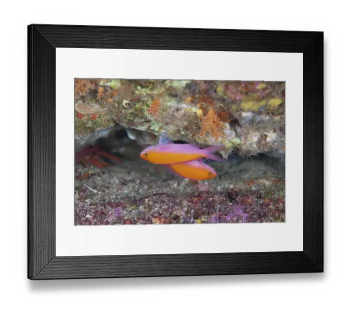 Framed Print : Bicolour Anthias (Pseudanthias bicolor) two adults, swimming upside-down in reef, Batu Kapal, Bandaneira, near Ambon Island, Maluku Islands, Banda Sea, Indonesia Framed Print : Bicolour Anthias (Pseudanthias bicolor) two adults, swimming upside-down in reef, Batu Kapal, Bandaneira, near Ambon Island, Maluku Islands, Banda Sea, Indonesia