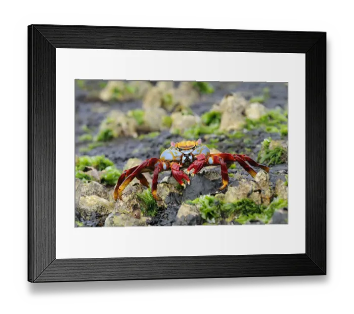 Framed Print : Sally Lightfoot Crab (Grapsus grapsus) adult, standing on rocks with barnacles and seaweed, Galapagos Islands Framed Print : Sally Lightfoot Crab (Grapsus grapsus) adult, standing on rocks with barnacles and seaweed, Galapagos Islands