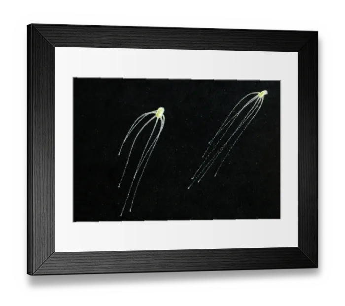 Framed Print : Hydra (Hydra viridis) two, with tentacles extended, Italy, june Framed Print : Hydra (Hydra viridis) two, with tentacles extended, Italy, june