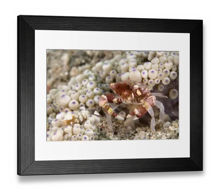 Framed Print : Harlequin Crab (Lissocarcinus orbicularis) adult female, releasing eggs near Anemone (Heteractis malu), Lembata Island, Solor Archipelago, Lesser Sunda Islands, Indonesia Framed Print : Harlequin Crab (Lissocarcinus orbicularis) adult female, releasing eggs near Anemone (Heteractis malu), Lembata Island, Solor Archipelago, Lesser Sunda Islands, Indonesia
