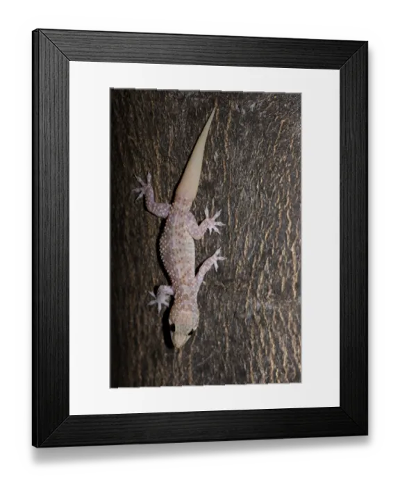 Framed Print : Turkish Gecko (Hemidactylus turcicus) adult, descending tree trunk, Kos, Greece, may Framed Print : Turkish Gecko (Hemidactylus turcicus) adult, descending tree trunk, Kos, Greece, may