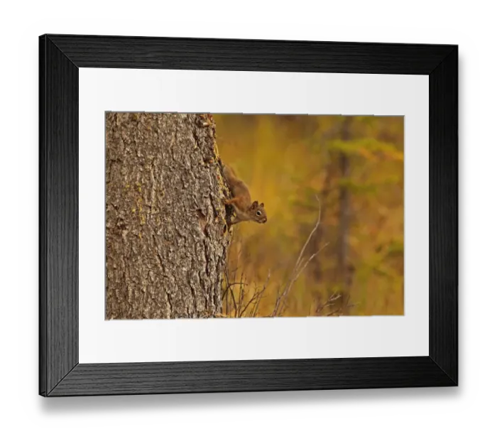 Framed Print : American Red Squirrel (Tamiasciurus hudsonicus) adult, descending tree trunk, Jasper N. P. Rocky Mountains, Alberta, Canada, september Framed Print : American Red Squirrel (Tamiasciurus hudsonicus) adult, descending tree trunk, Jasper N. P. Rocky Mountains, Alberta, Canada, september
