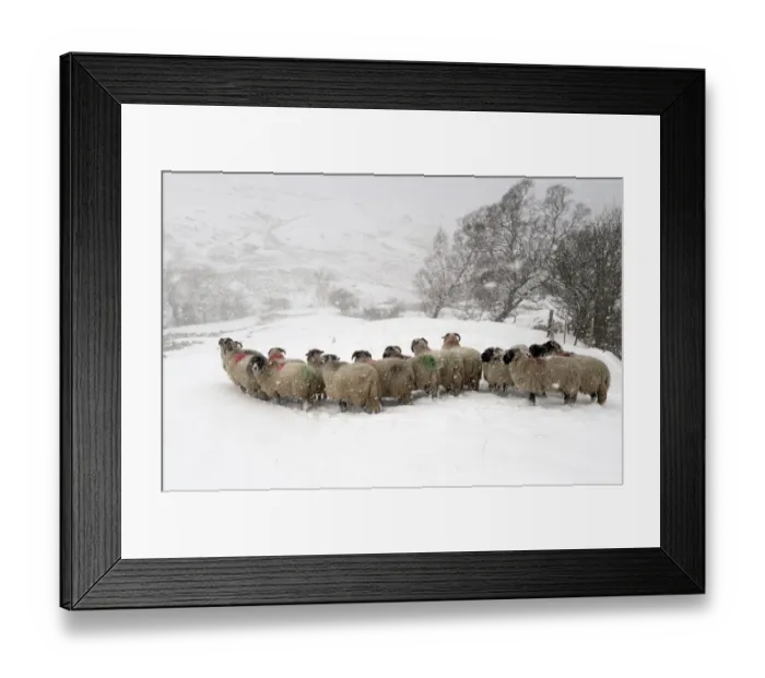 Framed Print : Domestic Sheep, Swaledale flock, standing in snowstorm on snow covered pasture, Cumbria, England, november Framed Print : Domestic Sheep, Swaledale flock, standing in snowstorm on snow covered pasture, Cumbria, England, november