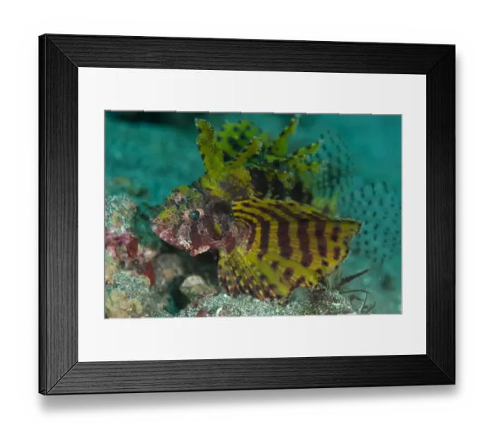 Framed Print : Shortfin Lionfish (Dendrochirus brachypterus) adult, Lembeh Island, Sulawesi, Indonesia Framed Print : Shortfin Lionfish (Dendrochirus brachypterus) adult, Lembeh Island, Sulawesi, Indonesia