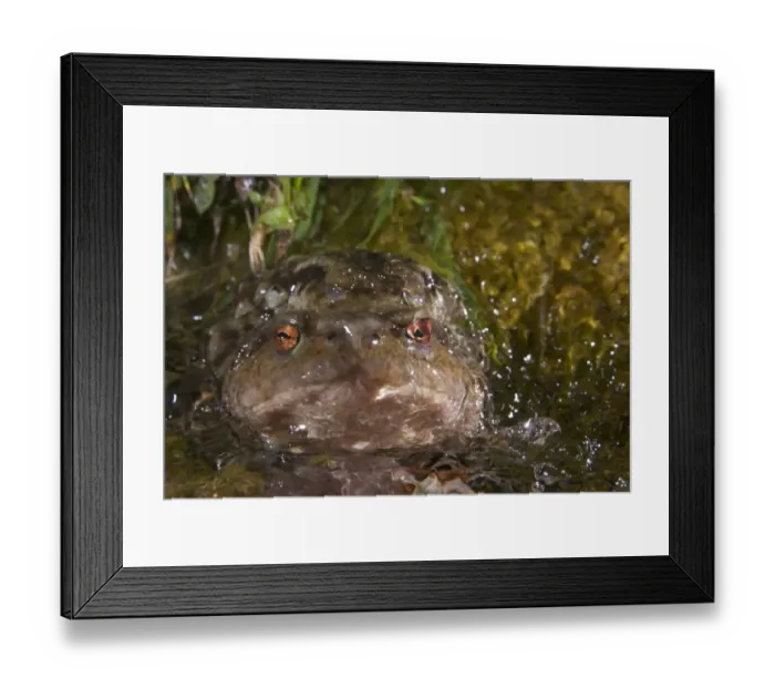 Framed Print : Common Toad (Bufo bufo) adult pair, in amplexus, mating underwater in small stream, Italy Framed Print : Common Toad (Bufo bufo) adult pair, in amplexus, mating underwater in small stream, Italy