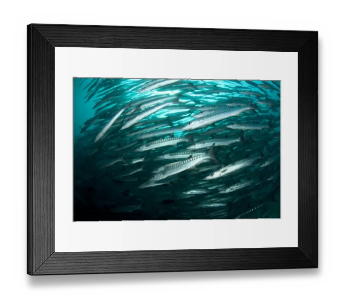 Framed Print : Blackfin Barracuda (Sphyraena qenie) shoal, Barracuda Point, Sipadan Island, Sabah, Borneo, Malaysia