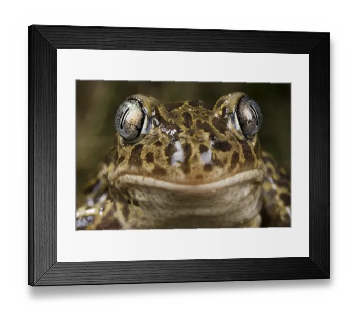 Framed Print : Western Spadefoot (Pelobates cultripes) adult, close-up of head, France, june Framed Print : Western Spadefoot (Pelobates cultripes) adult, close-up of head, France, june