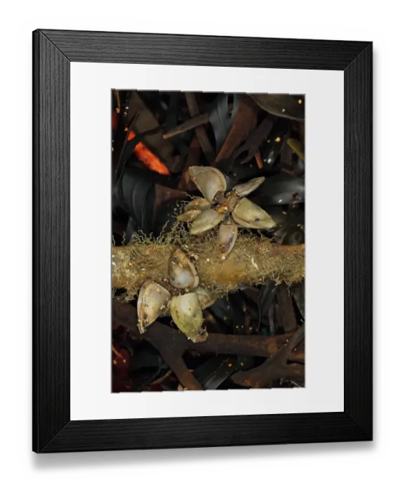 Framed Print : Goose Barnacle (Lepas pectinata) adults, group attached to wrack washed up on beach, Widemouth Bay, Cornwall, England, january Framed Print : Goose Barnacle (Lepas pectinata) adults, group attached to wrack washed up on beach, Widemouth Bay, Cornwall, England, january