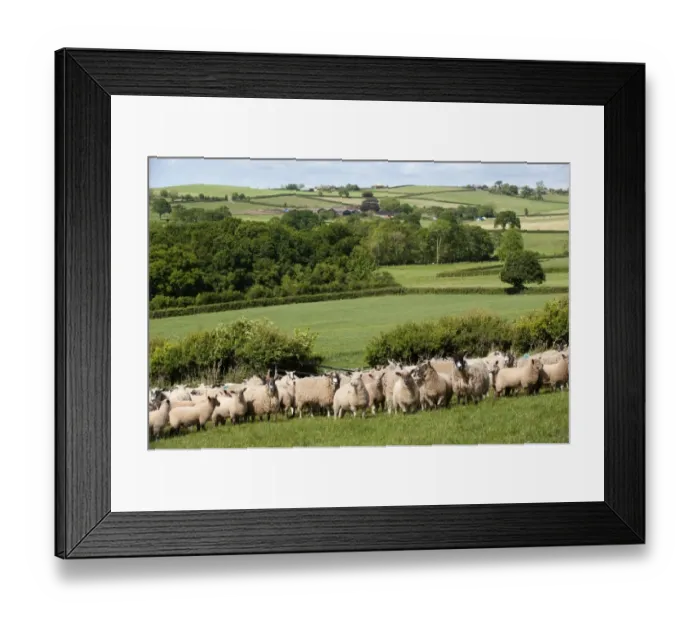 Framed Print : Domestic Sheep, mule ewes with Charollais sired lambs, flock standing in pasture, Devon, England, may Framed Print : Domestic Sheep, mule ewes with Charollais sired lambs, flock standing in pasture, Devon, England, may