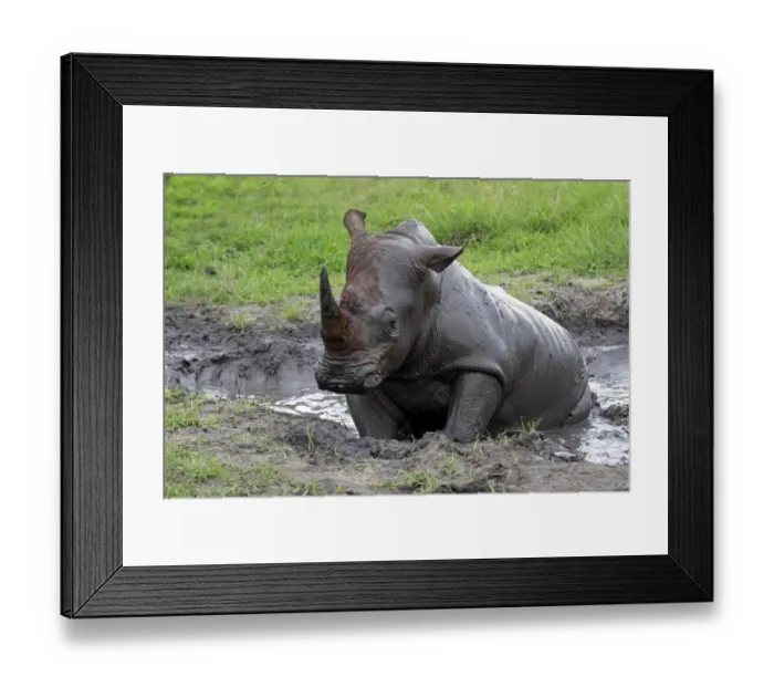 Framed Print : White Rhinoceros (Ceratotherium simum) adult, wallowing in muddy pool, Sabi Sabi Game Reserve, Kruger N. P. South Africa Framed Print : White Rhinoceros (Ceratotherium simum) adult, wallowing in muddy pool, Sabi Sabi Game Reserve, Kruger N. P. South Africa