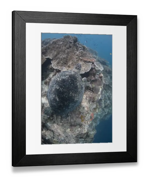 Framed Print : Green Turtle (Chelonia mydas) adult, resting on coral reef, Sipadan Island, Sabah, Borneo, Malaysia