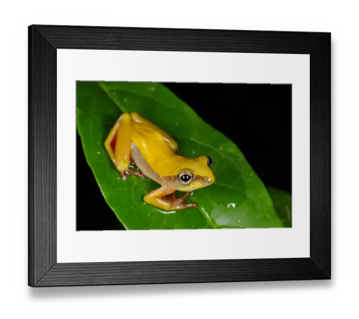 Framed Print : Montane Reed Frog (Hyperolius castaneus) adult, sitting on leaf in montane rainforest, Nyungwe Forest N. P. Rwanda, december Framed Print : Montane Reed Frog (Hyperolius castaneus) adult, sitting on leaf in montane rainforest, Nyungwe Forest N. P. Rwanda, december