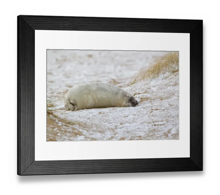 Framed Print : Grey Seal (Halichoerus grypus) two week old whitecoat pup, resting on beach during hailstorm, Norfolk, England, november
