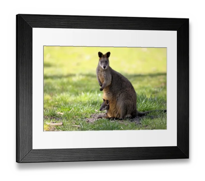 Framed Print : Swamp Wallaby (Wallabia bicolor) adult female with young in pouch, South Australia, Australia Framed Print : Swamp Wallaby (Wallabia bicolor) adult female with young in pouch, South Australia, Australia