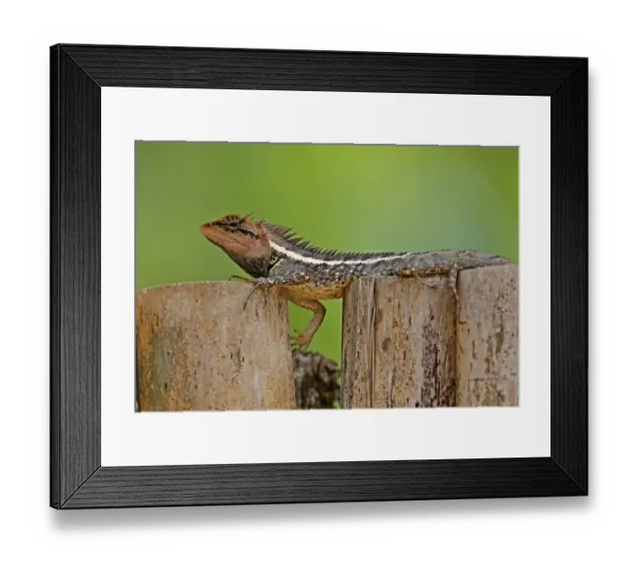 Framed Print : Forest Crested Agama (Calotes emma) adult male, resting on fence, Kaeng Krachan N. P. Thailand, february Framed Print : Forest Crested Agama (Calotes emma) adult male, resting on fence, Kaeng Krachan N. P. Thailand, february