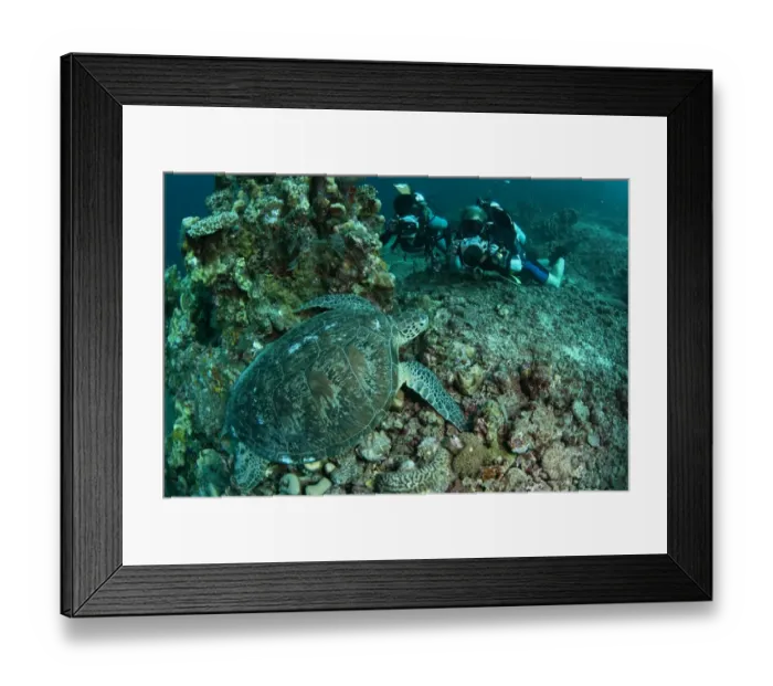 Framed Print : Green Turtle (Chelonia mydas) adult, resting on reef coral, photographed by divers, Sipadan Island, Sabah, Borneo, Malaysia Framed Print : Green Turtle (Chelonia mydas) adult, resting on reef coral, photographed by divers, Sipadan Island, Sabah, Borneo, Malaysia