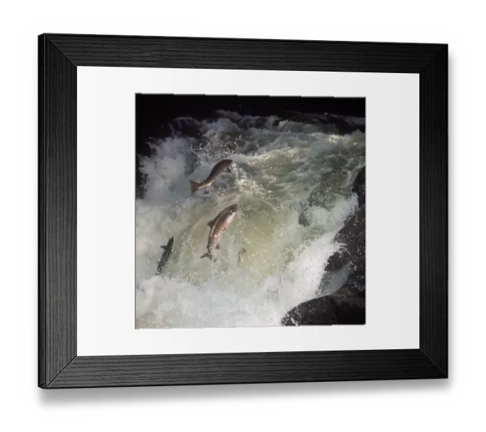Framed Print : Fish - Salmon Atlantic / three out of water / leaping up fast-flowing river Framed Print : Fish - Salmon Atlantic / three out of water / leaping up fast-flowing river