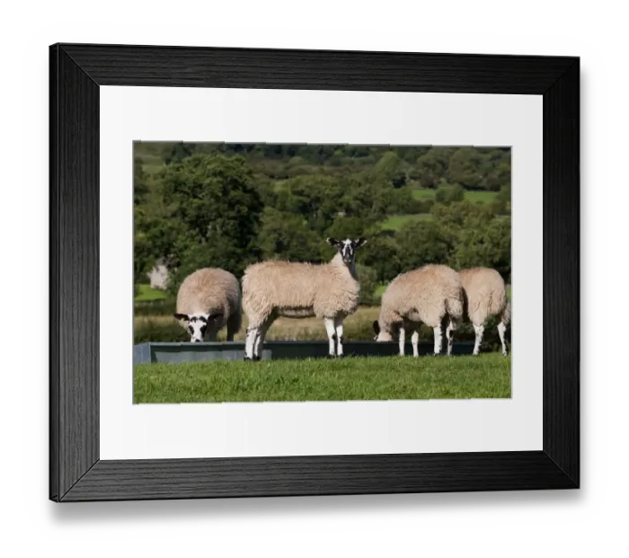 Framed Print : Domestic Sheep, mule lambs, four feeding at feed trough in pasture, England, august Framed Print : Domestic Sheep, mule lambs, four feeding at feed trough in pasture, England, august