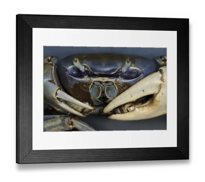Framed Print : Blue Land Crab (Cardisoma guanhumi) adult male, close-up of face and claws, Trinidad, Trinidad and Tobago Framed Print : Blue Land Crab (Cardisoma guanhumi) adult male, close-up of face and claws, Trinidad, Trinidad and Tobago
